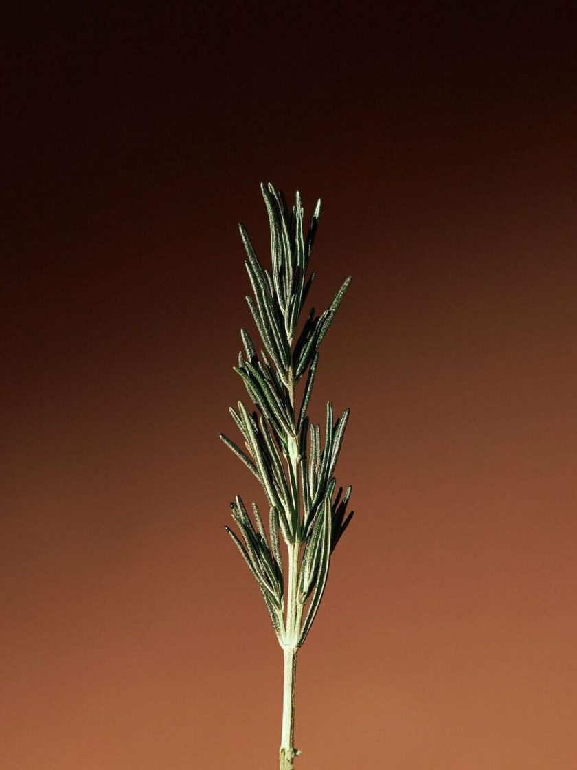 [Aromatica] Vitalizing Rosemary Concentrated Essence 100ml - Image 6